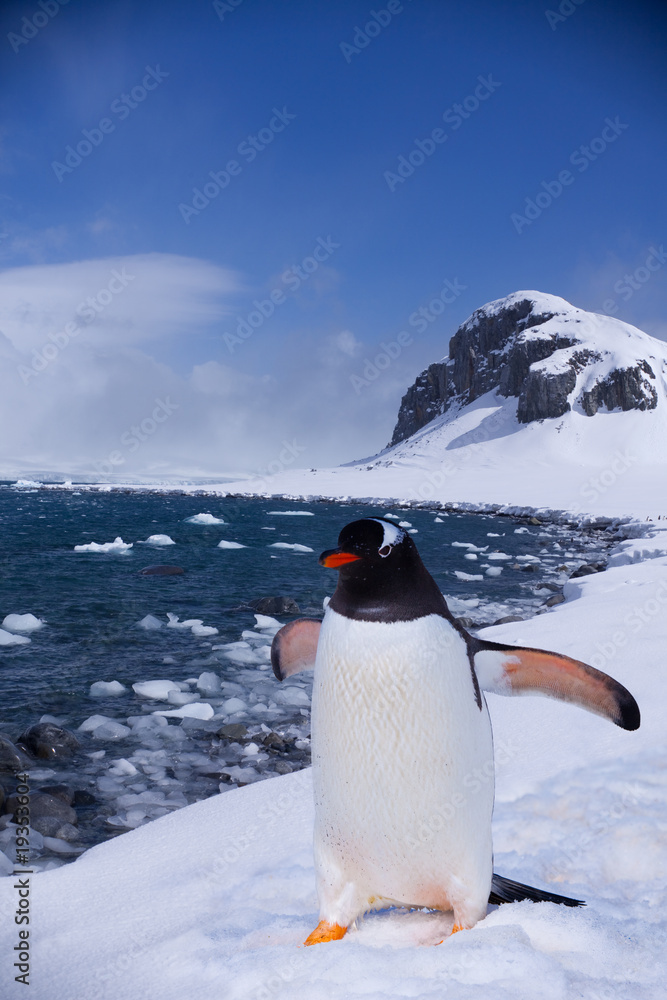 Naklejka premium At the end of Earth, penguin in Antarctica