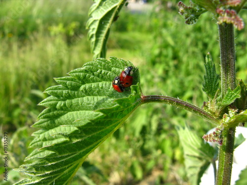 Marienkäfer