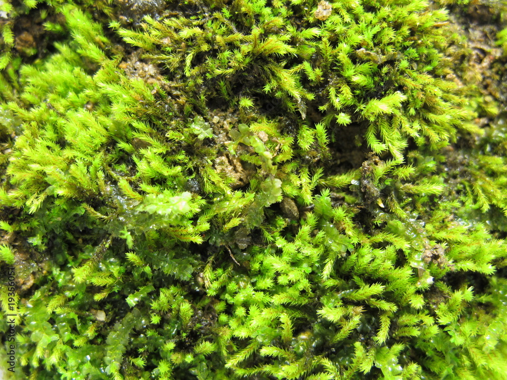 Moss in jar macro