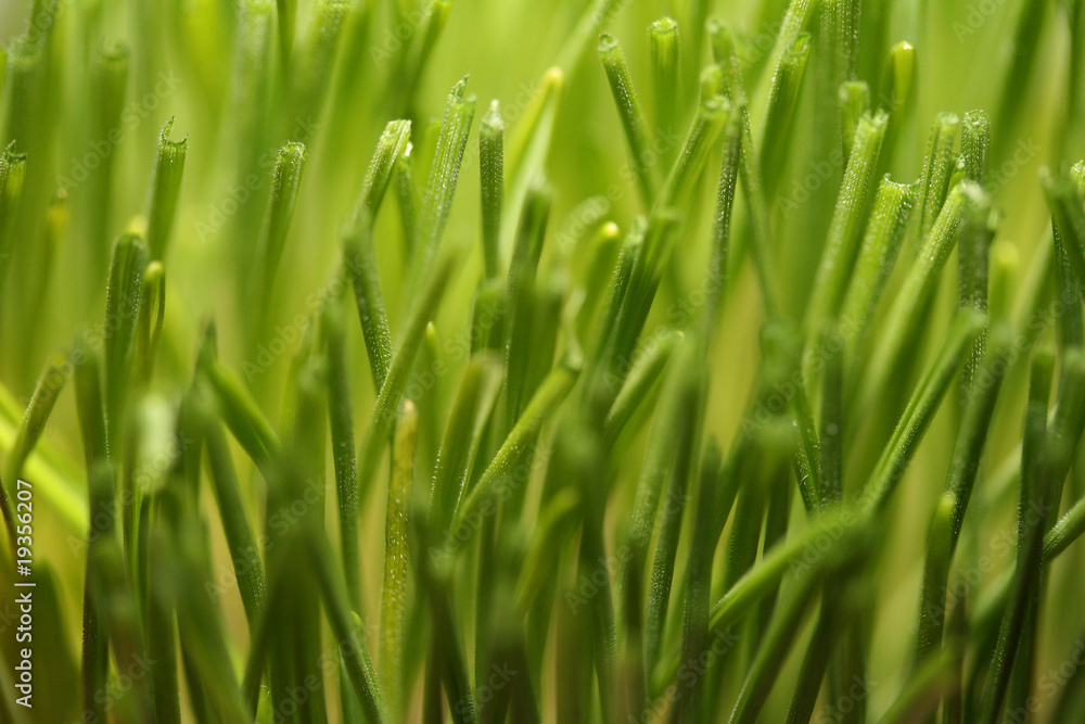 Obraz premium Young green wheat