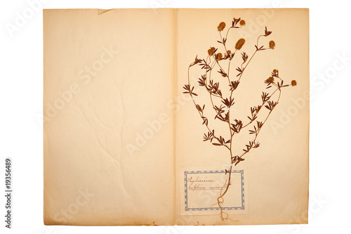 Gepresste Blume auf altem,vergilbten Papier (Herbarium Blatt 7) photo