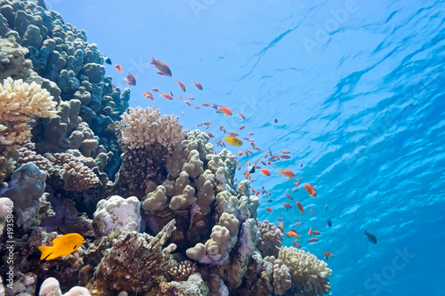 Coral reef scene