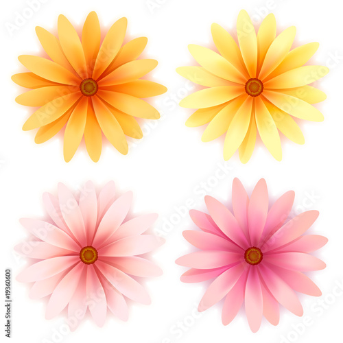 Fototapeta Naklejka Na Ścianę i Meble -  Vector daisy flowers set  isolated on white