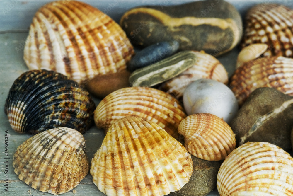 Muscheln Muscheln