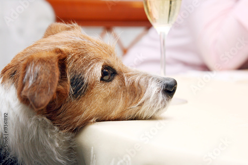 Entspannter Hund an Silvester