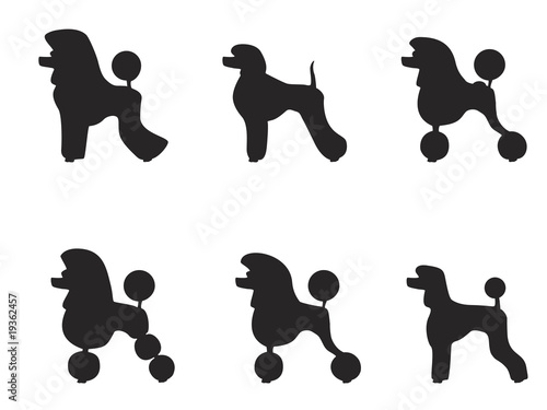 black poodle clipped in various styles photo