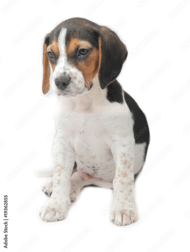 Cute tri-colored beagle puppy sitting on white background