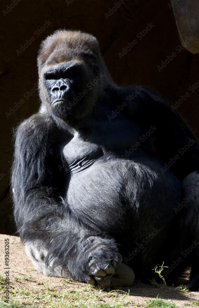 Obraz premium Silver Back Gorilla