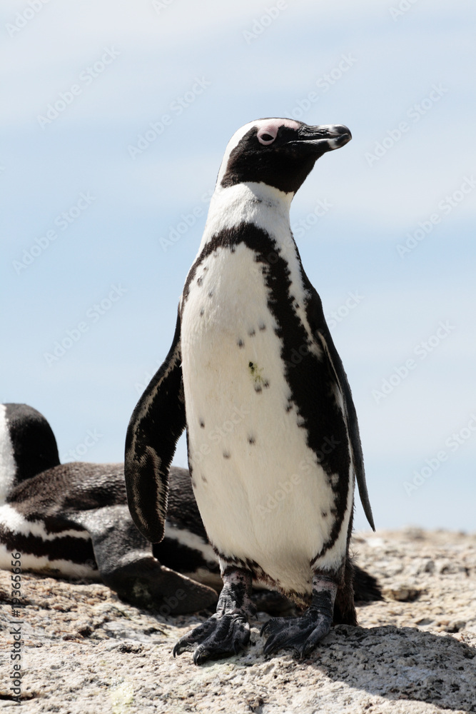 Obraz premium African penguin
