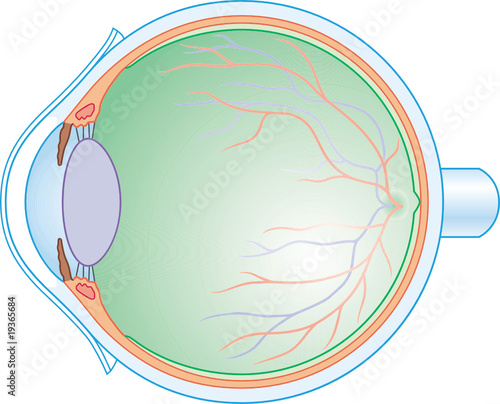 oeil