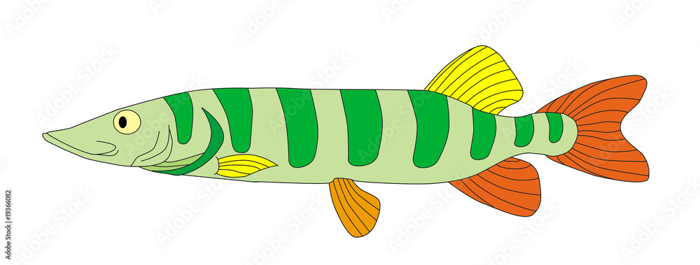 colorful fish colorful fish