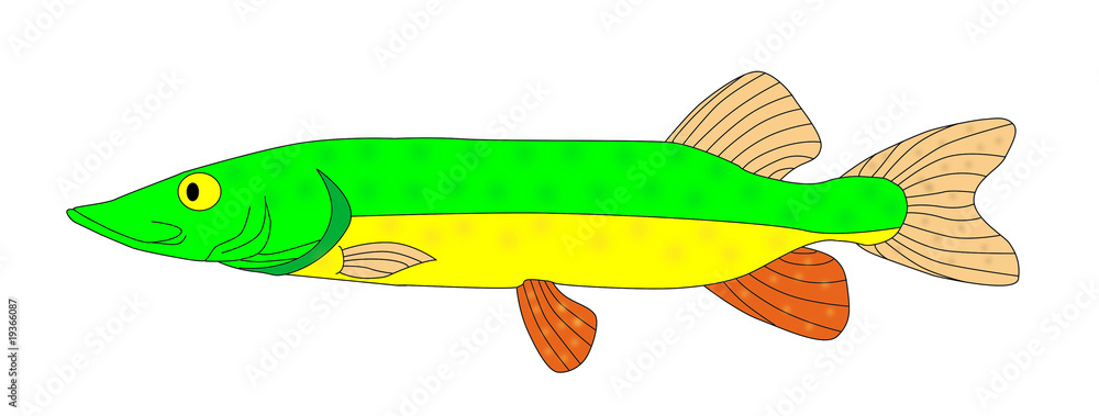 colorful fish colorful fish