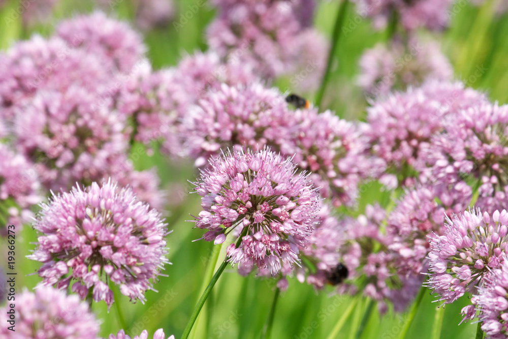 Close up of the flowers of some Chives. Close up of the flowers of some Chives.