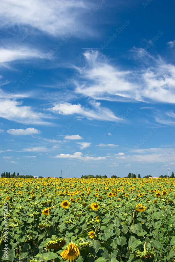 sunflower field sunflower field
