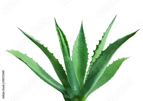 green agave
