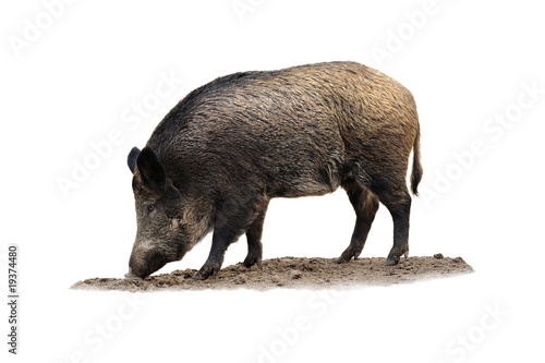 Wildschweine 9