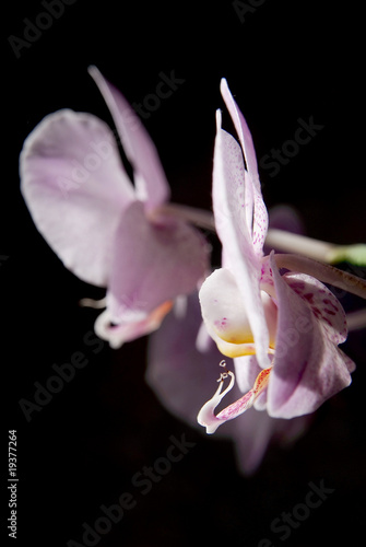 Pink spotted orchids isolated on black background
