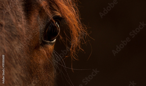 portrait equestre