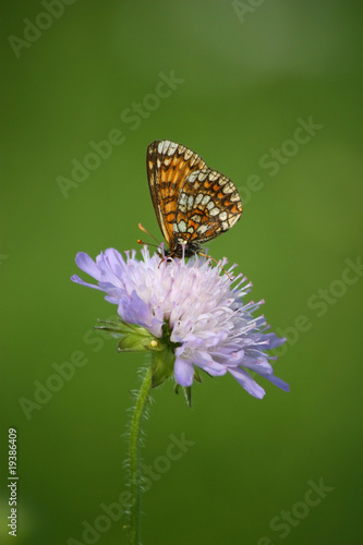 butterfly on the meadow