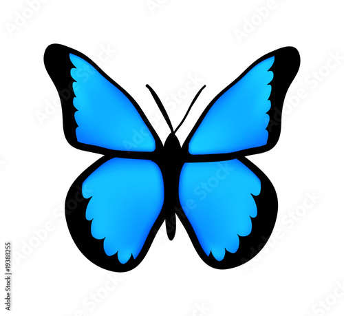 blue butterfly