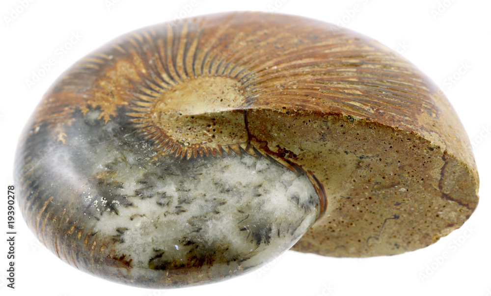 ammonite fossilisée ammonite fossilisée
