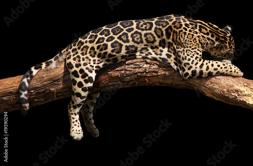 jaguar sleeping