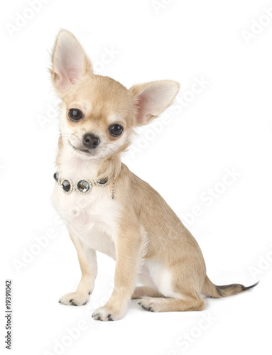 nice chihuahua puppy with necklace portrait isolated