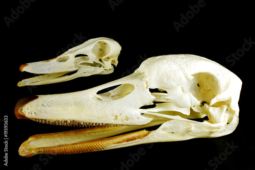 Skull (Cygnus olor ) and (Anas platyrhynchos) © Efendy