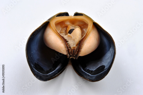 cooked and opened organic mussel ready to eat
