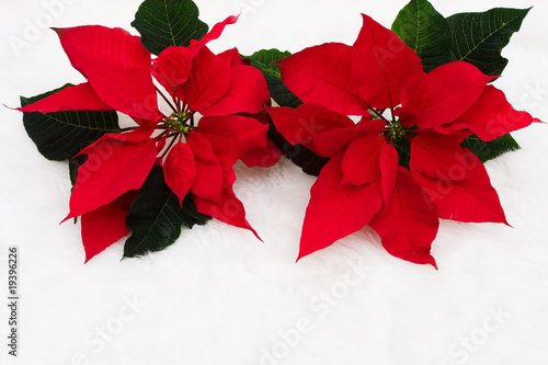 Poinsettia