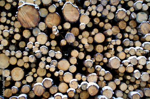 Stacked Pine Logs in Snow