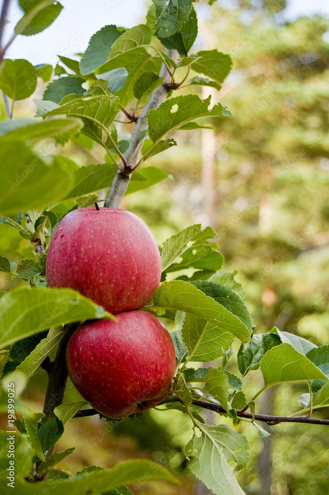 Apples Apples