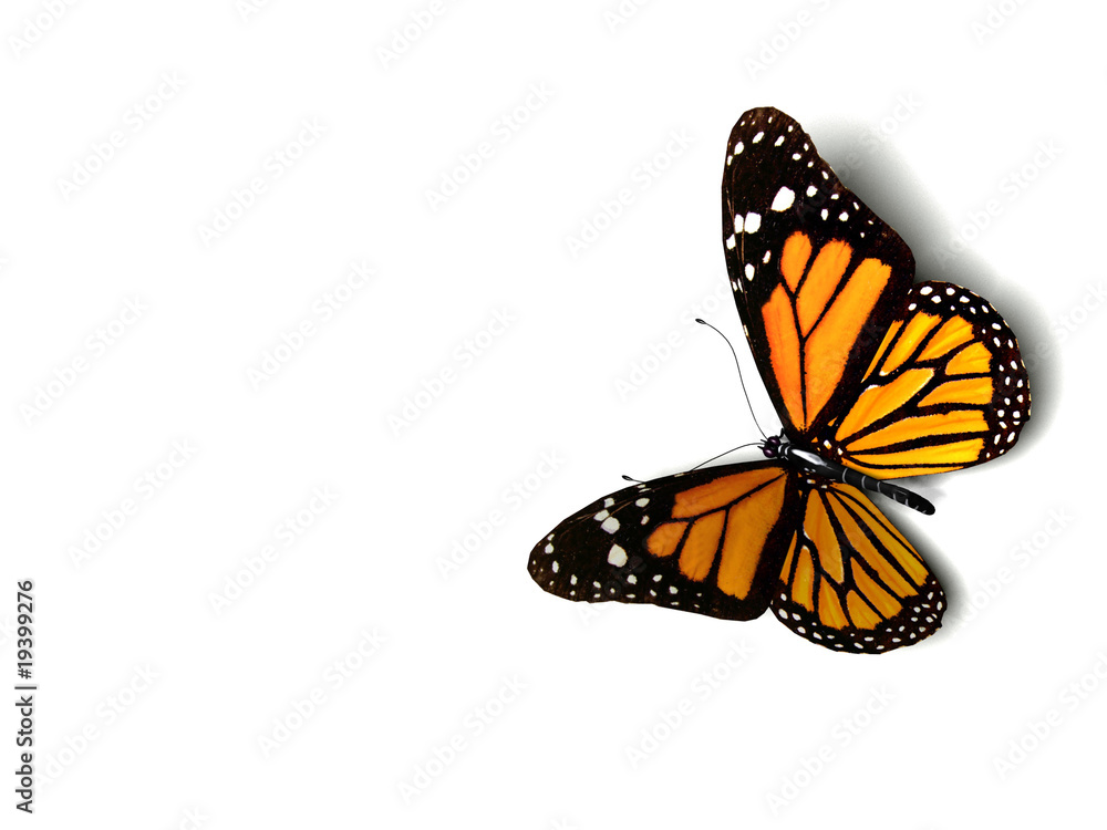 Fototapeta premium Butterfly