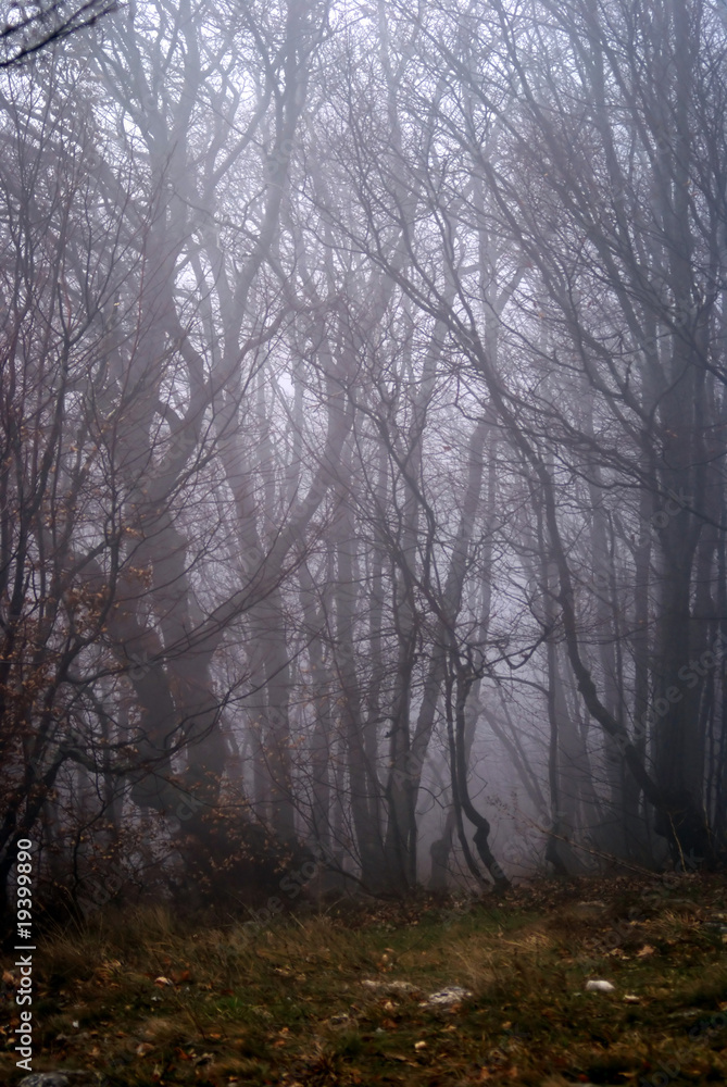 fog fog
