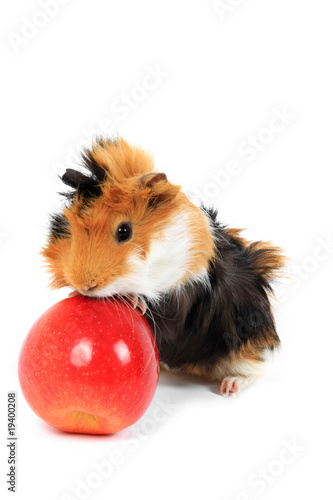 adorable guinea pig pet with apple on a white background