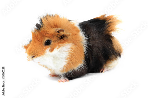 adorable guinea pig pet on a white background