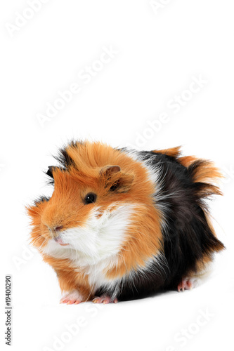 adorable guinea pig pet on a white background