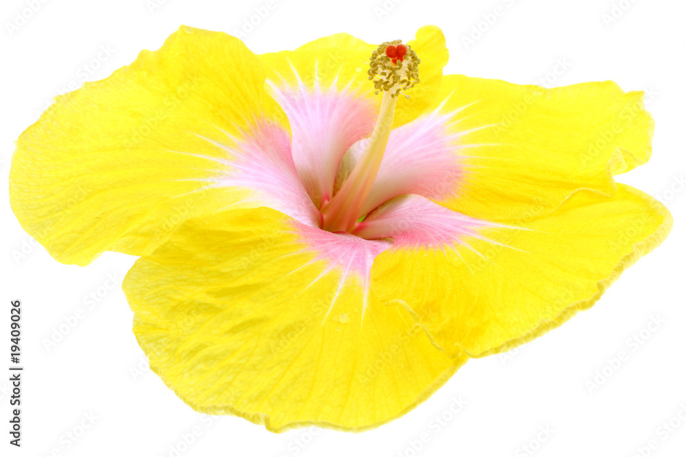 hibiscus jaune fond blanc hibiscus jaune fond blanc