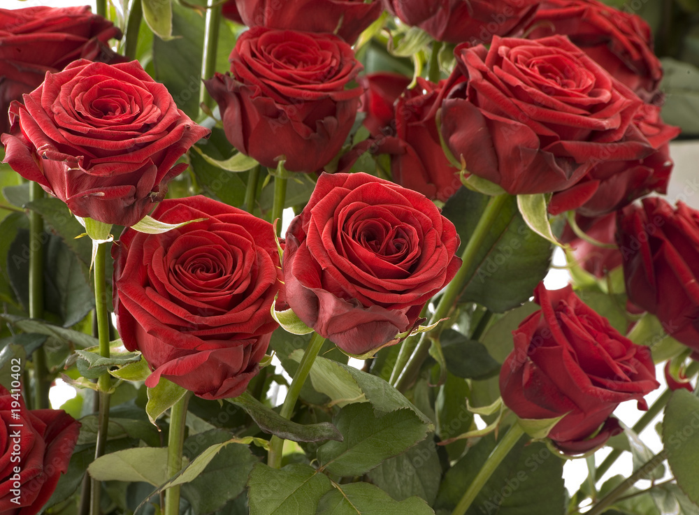 Naklejka premium Red Rose