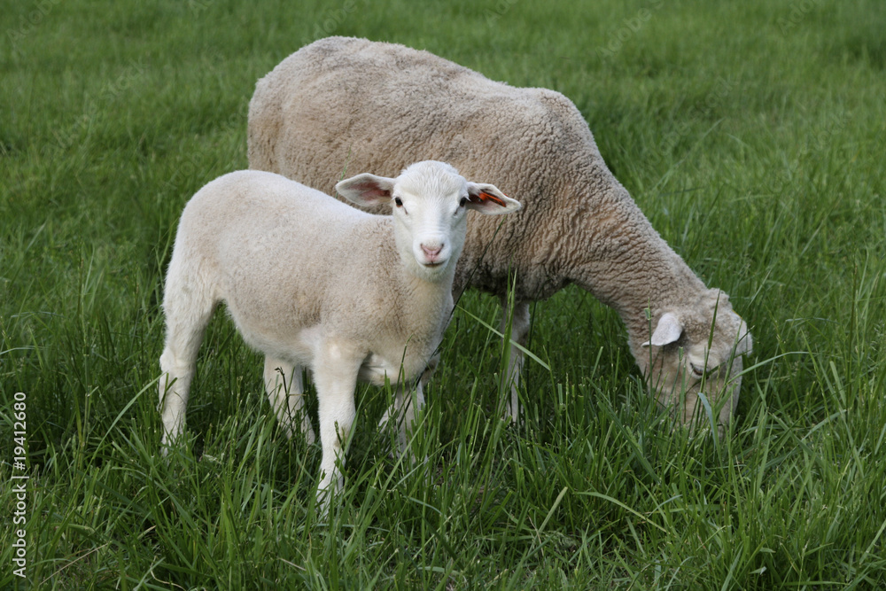 Obraz premium Sheep in pasture 1