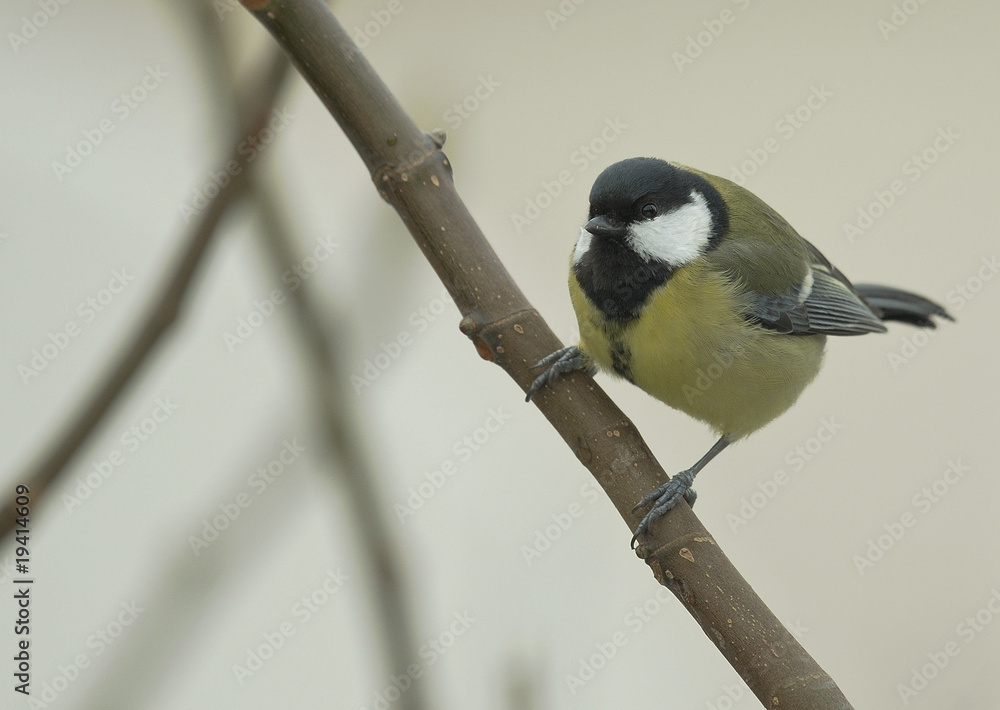 Fototapeta premium mésange charbonnière
