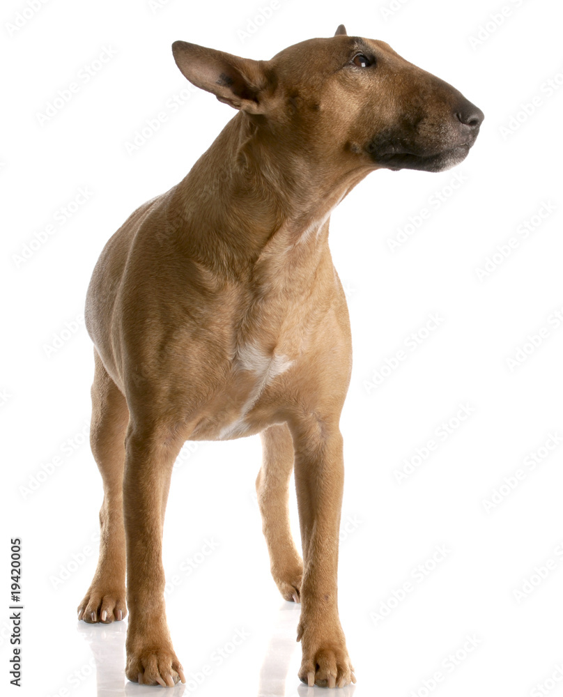 bull terrier female standing on white - red smut color
