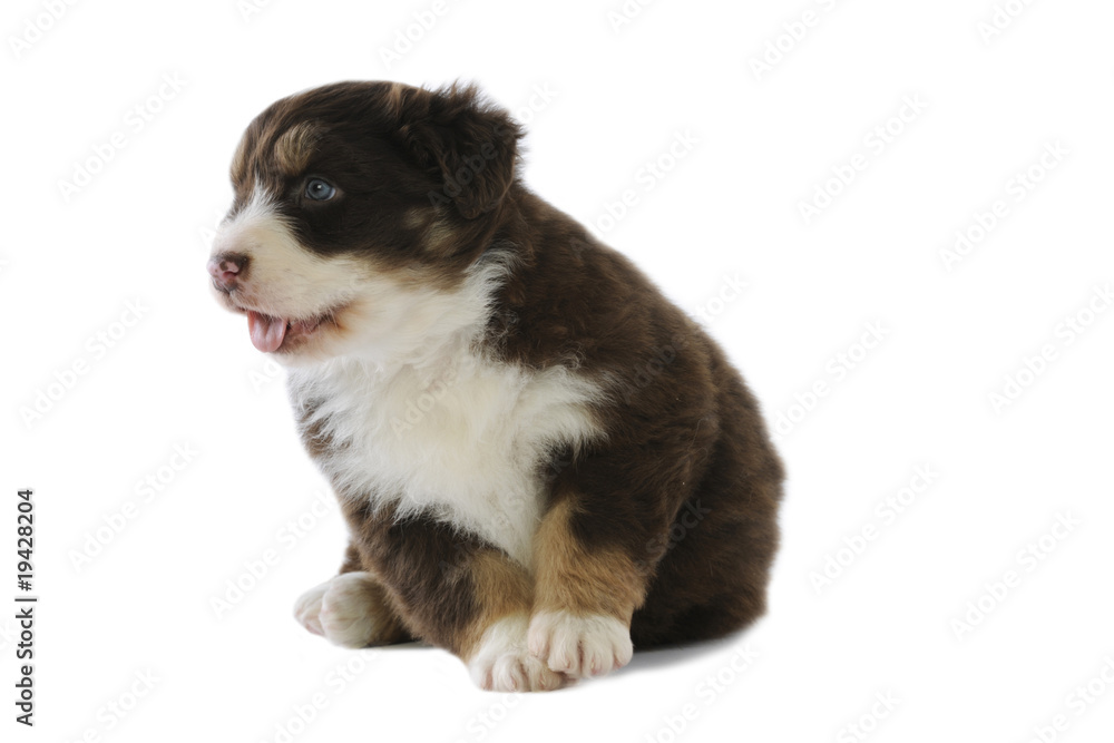 chiot berger australien chiot berger australien