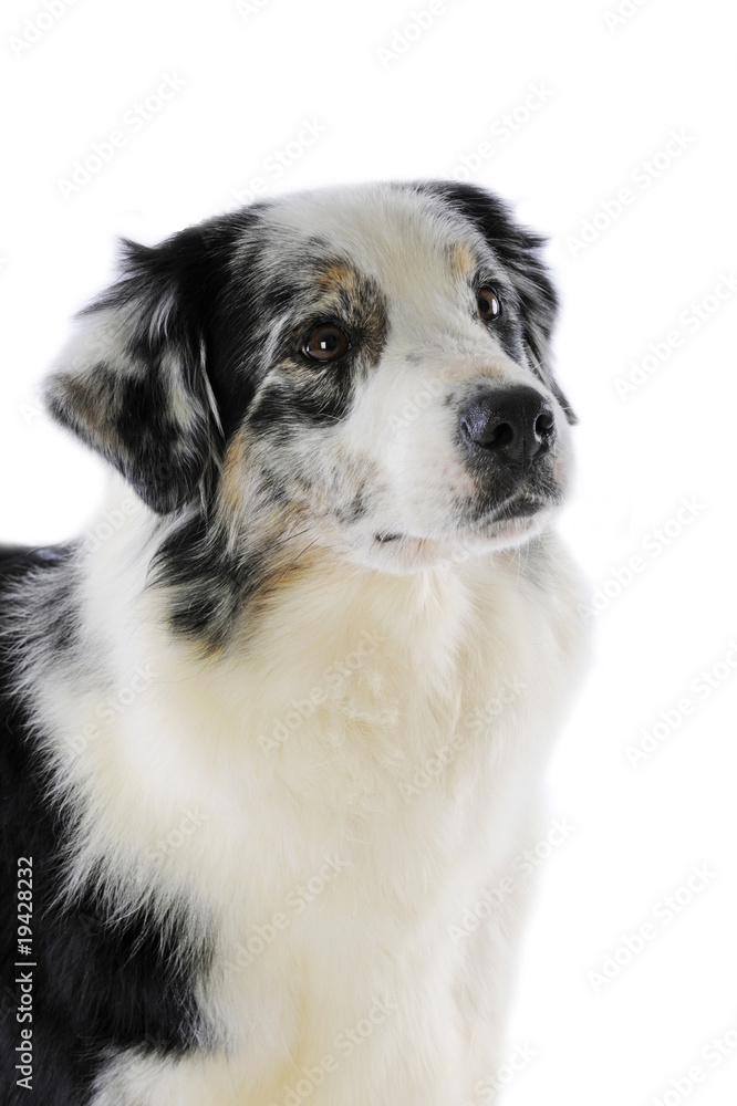 portrait plein de douceur d'un berger australien blue merle