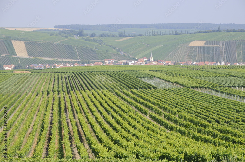 Weinberge bei Nordheim