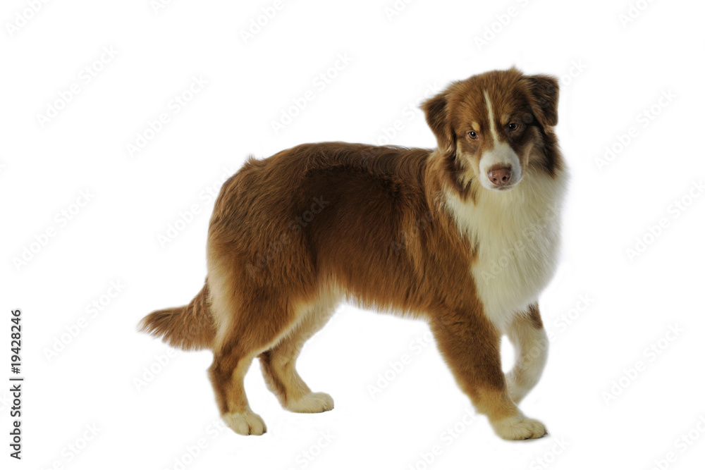 Obraz premium berger australien de profil prêt à démarrer sa course