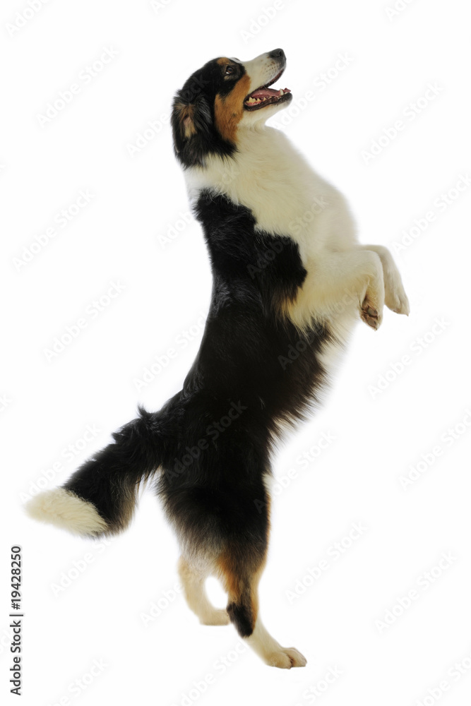 Fototapeta premium berger australien debout sur les pattes arrières de profil