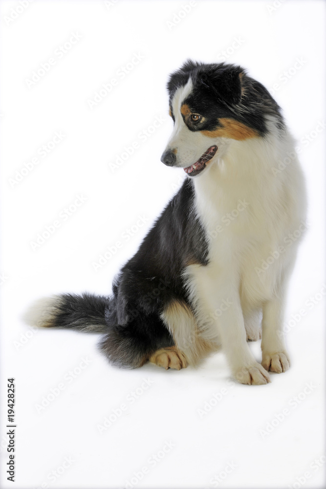 Fototapeta premium berger australien assis sur fond blanc regard sur le côté