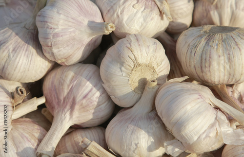 garlic close－up