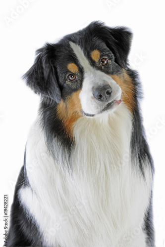 portrait d'un chien berger australien adulte de face en studio